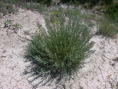 Jurinea stoechadifolia