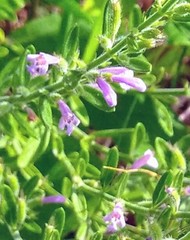 Hedeoma reverchonii