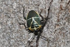 Commius elegans