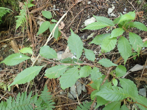 Meliosma tenuis iNat (1)
