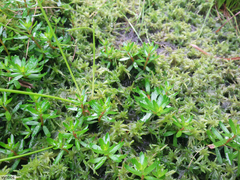 Sphagnum truncatum