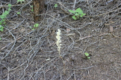Cephalanthera austiniae