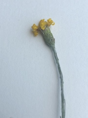 Pityopsis oligantha