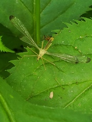 Hylobittacus apicalis