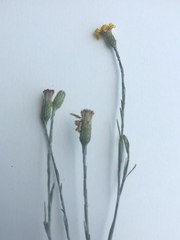 Pityopsis oligantha