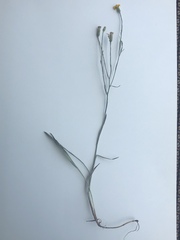 Pityopsis oligantha