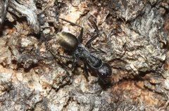 Camponotus suffusus