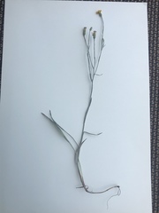 Pityopsis oligantha