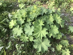 Alchemilla mollis