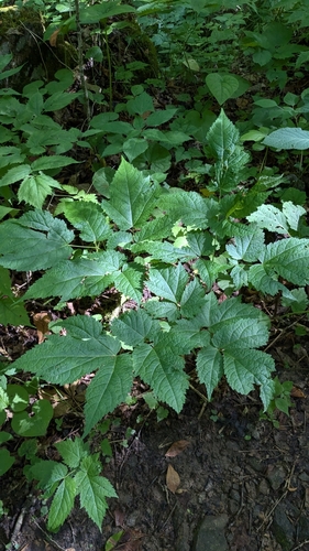 Image of Astilbe biternata by no rights reserved