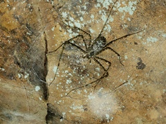 Hypochilus pococki