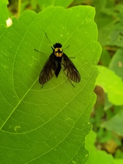 Chrysopilus davisi