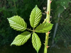 Rubus armeniacus