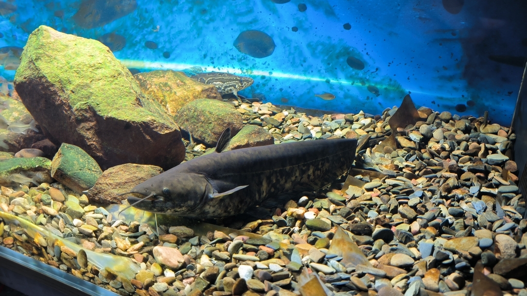 South China Catfish