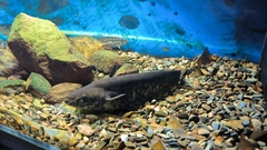 South China Catfish photo 1