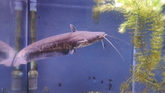 South China Catfish photo 3