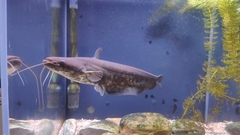 South China Catfish photo 2