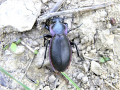 Carabus scheidleri