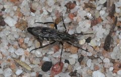 Laxotela plata