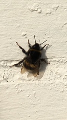 Bombus