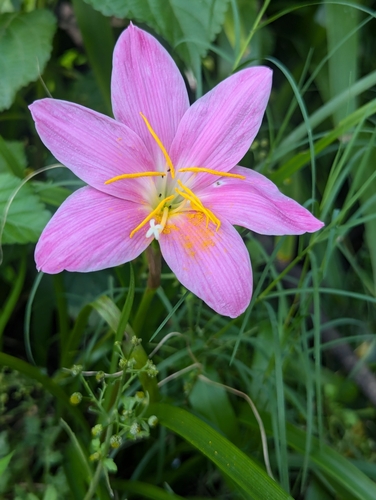Image of Zephyranthes carinata by (c) Sagnik Dutta Roy, some rights reserved (CC BY)