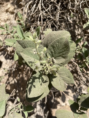 Kurdish Sage (Salvia kurdica)