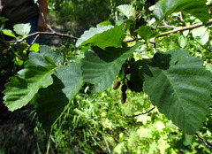 Alnus incana tenuifolia