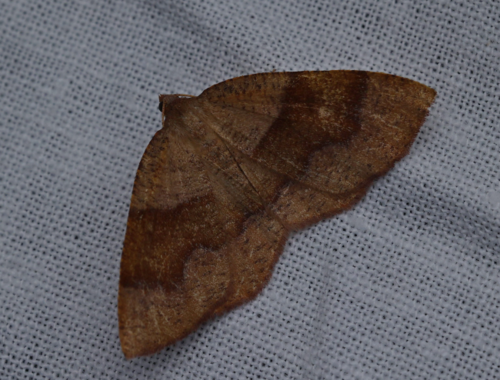 Plagodis pulveraria