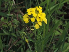 Erysimum maremmanum