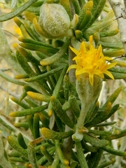 Tetradymia spinosa