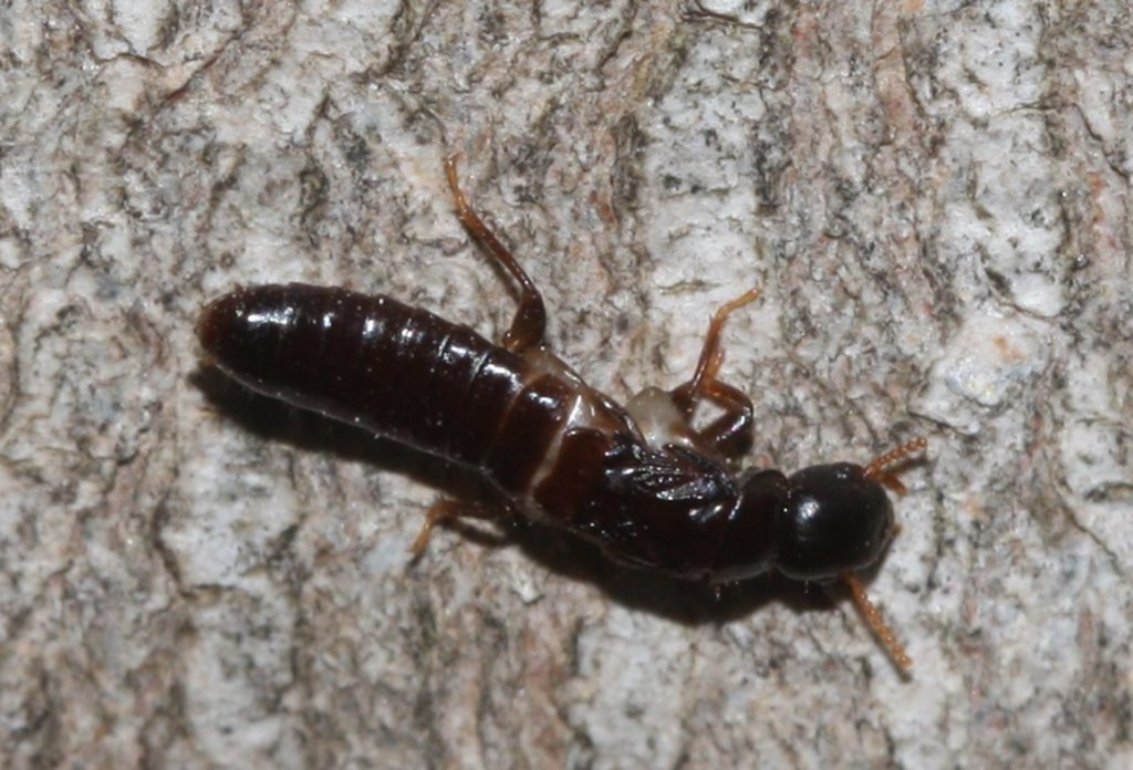 Kalotermes atratus