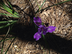 Iris hartwegii australis