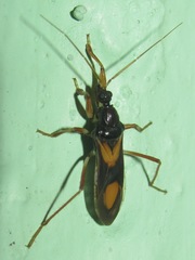 Rasahus hamatus
