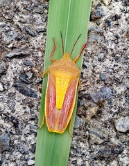 Megarrhamphus tibialis