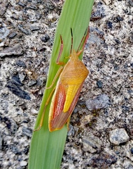 Megarrhamphus tibialis