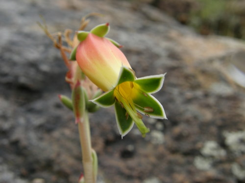 Echeveria longissima