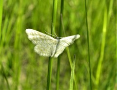 Idaea pallidata