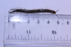 Cormocephalus guildingii