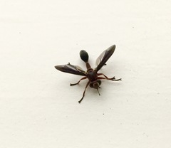 Physocephala floridana