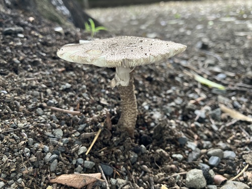Amanita spissacea