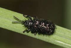 Hispellinus multispinosus