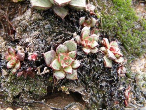 Echeveria longissima