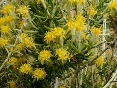 Tetradymia spinosa