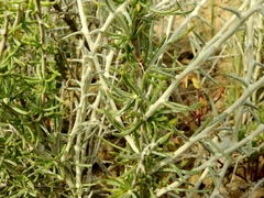 Tetradymia spinosa