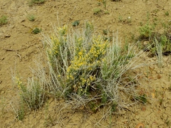 Tetradymia spinosa