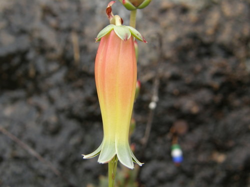 Echeveria longissima
