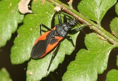 Reduviinae