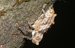 Orthorhinus
