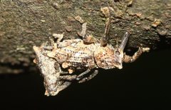 Orthorhinus