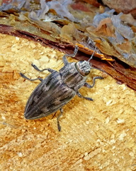 Chalcophora mariana